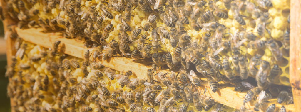 4x Bee Hive Beetle Blaster BeeHive Beetle Trap Beekeeping Tool Reusable CT 